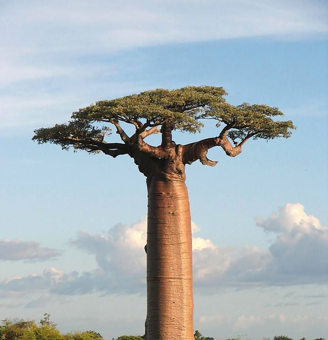 Baobab