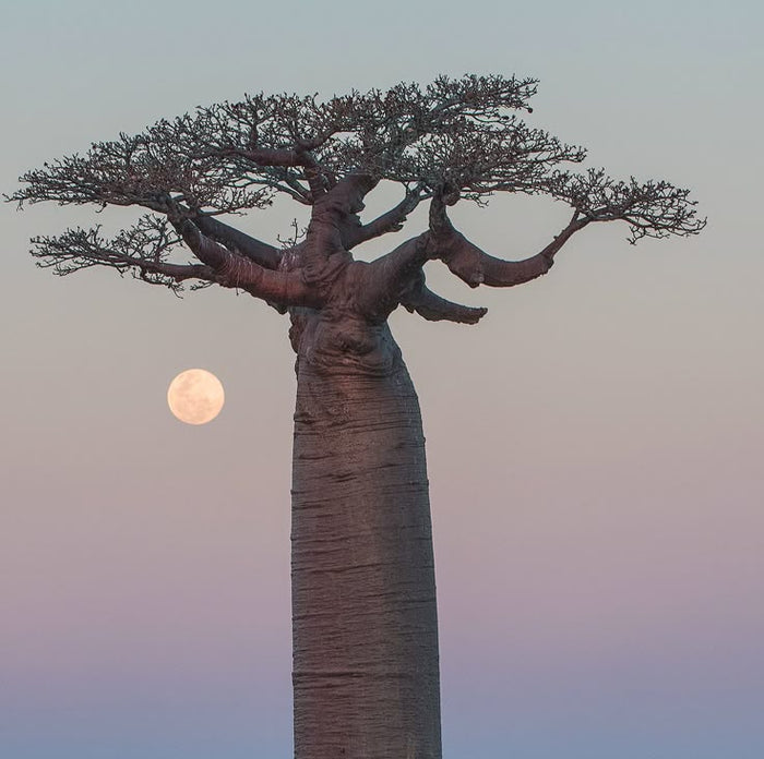Baobab Alvara