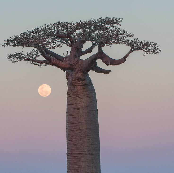 Baobab