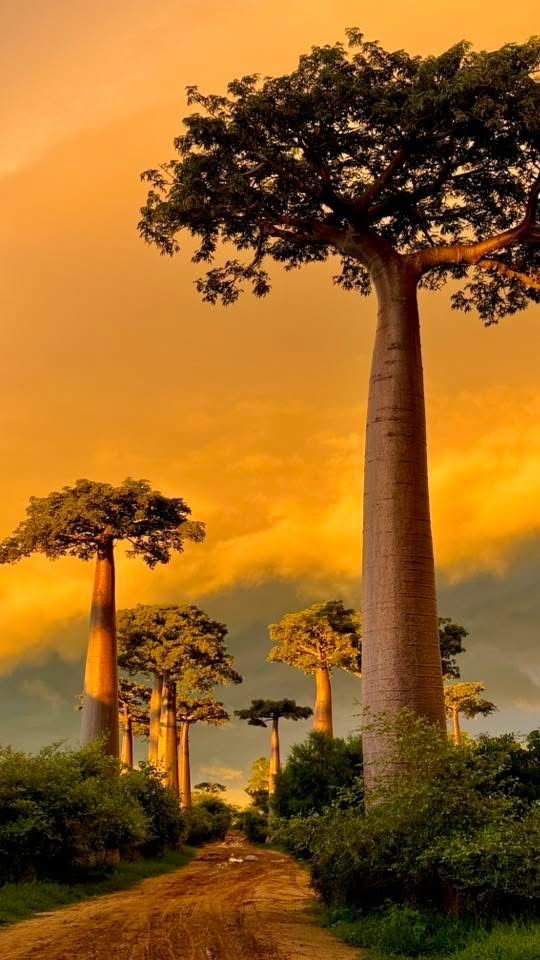 Baobab